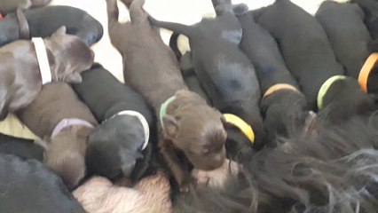 Chien d'eau portugais nés en octobre 2020 chez Metakisbulls