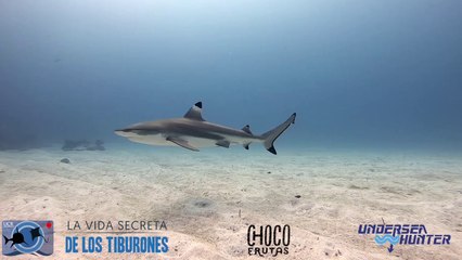 ext-la-vida-secreta-de-los-tiburones-211020