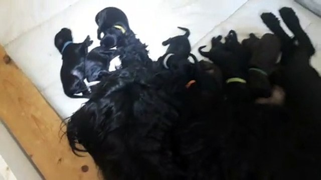 Chiots chien d'eau portugais nés en octobre 2020 chez Metakisbulls