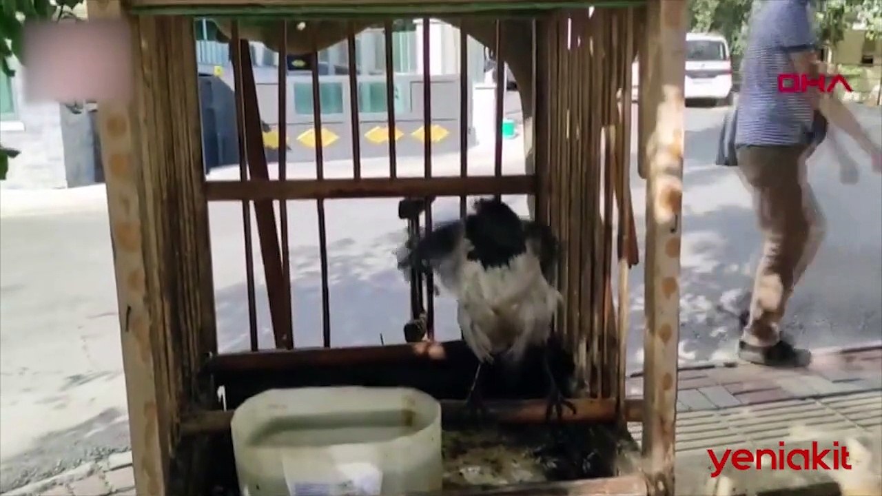 Şimdi de 'miyav' diyen karga! Kedilerle arkadaşlık yapıyor