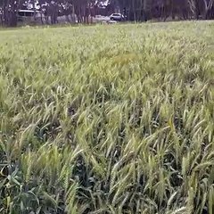 Happy Dog Bounds around in Wheat Crop