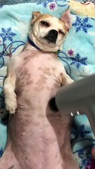 Life is Great for Relaxing Doggy