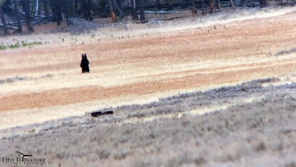 Wolves Stand off against Grizzly