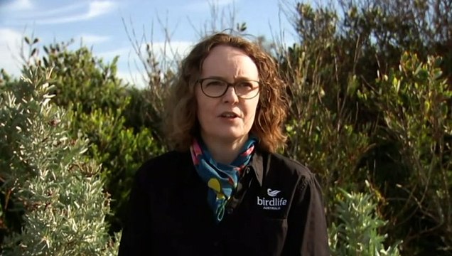 Aussie Backyard Bird Count underway