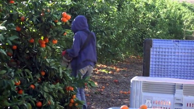 Farmers call for borders to reopen to working backpackers