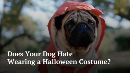 The Puppies On Halloween