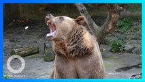 Serangan beruang di Shanghai Zoo, turis melihat staf digigit - TomoNews