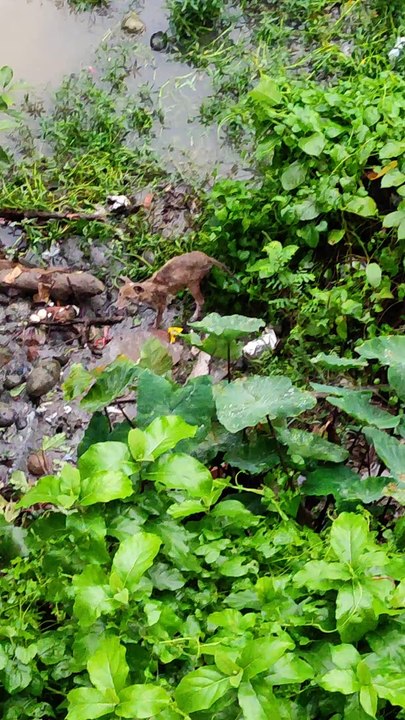 A Fox Finding it's food in garbage