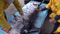 Marmara Denizi açıklarında dev “Kılıç Balığı” yakalandı