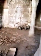 Ermeni domuzlar tarihi camiyi ahıra çevirmiş!