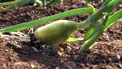 Tüketiciye sarımsak müjdesi