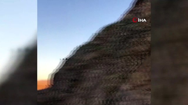 Erzincan - İliç yolunda yaban keçileri yol kenarına indi