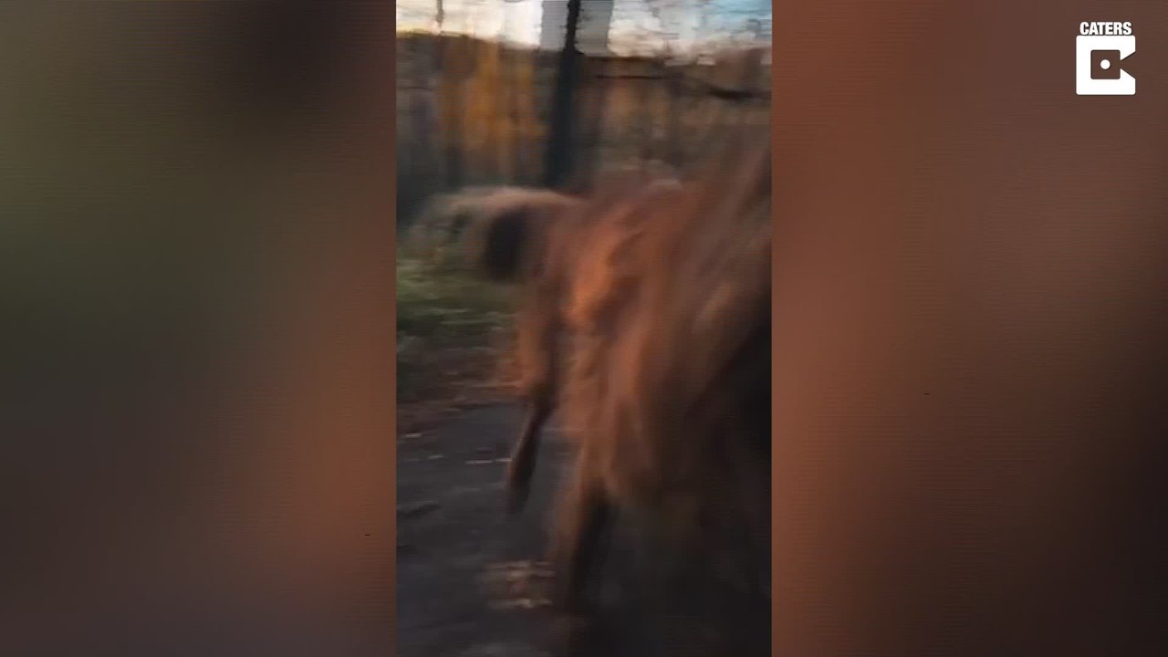 Oft verwechselt: Hund oder Wolf?