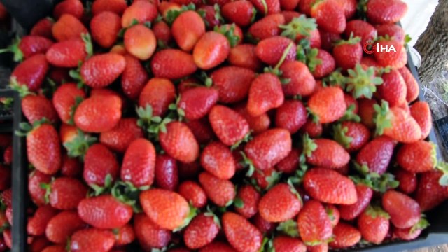 Çilek üretimi Güneydoğu'nun geneline yayılıyor