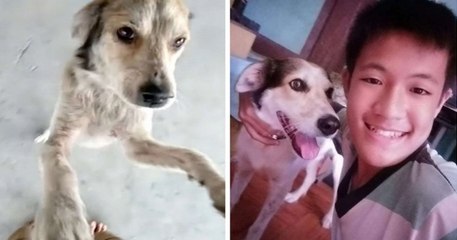 Ce chien perdu pleure de joie lorsqu'il retrouve son maître après plusieurs mois