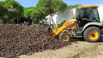 La Guardia Civil desarticula un grupo criminal dedicado al hurto de piñas