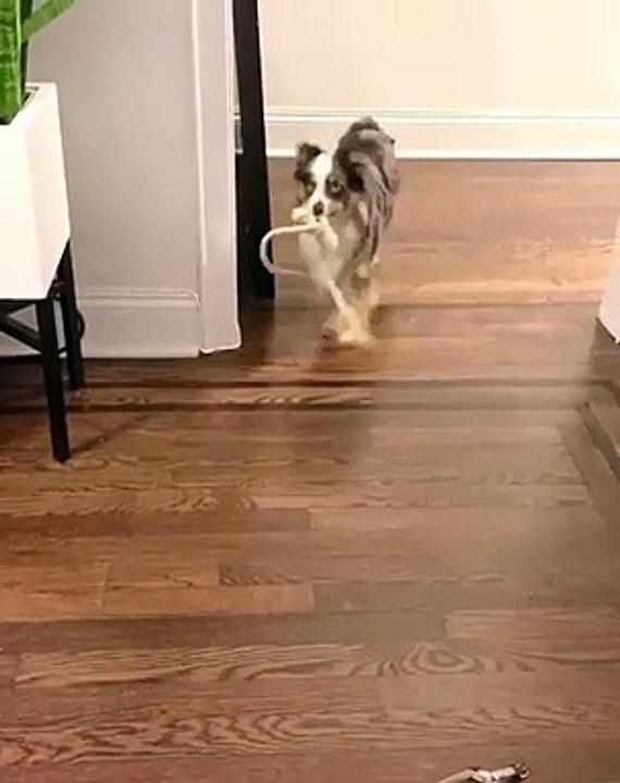 dance dog top funny dogs dancing to music of all time فيديو Dailymotion