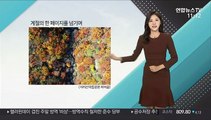 [날씨톡톡] 울긋불긋 단풍, 계절의 한 페이지를 넘기며