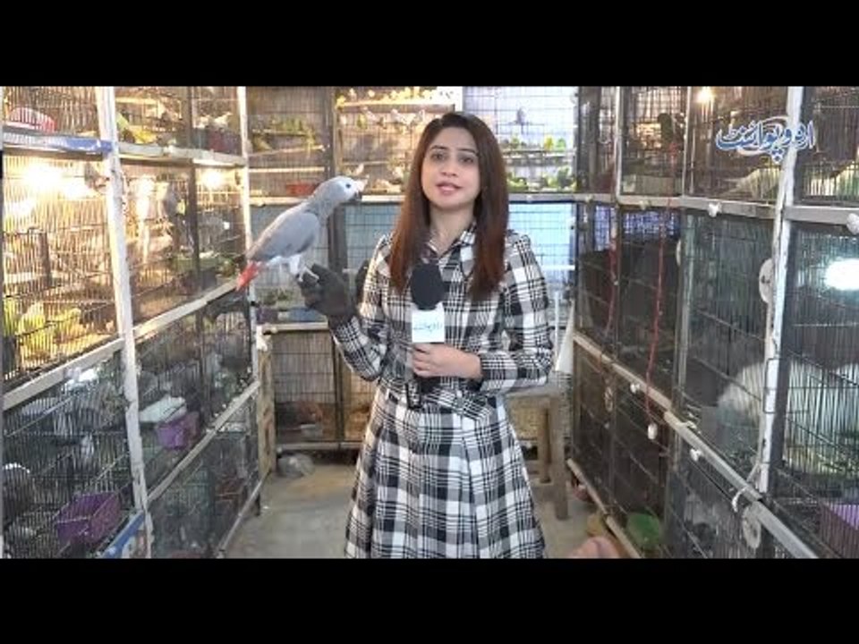 Famous Tollinton Market Lahore - Pets and Birds Market