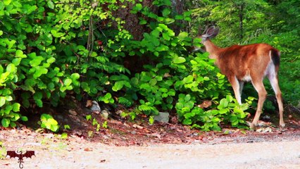 Guided Meditation Focusing Being Healthy Person   - M & L The Mind & Soul