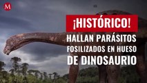 ¡Histórico! Hallan parásitos fosilizados en hueso de dinosaurio