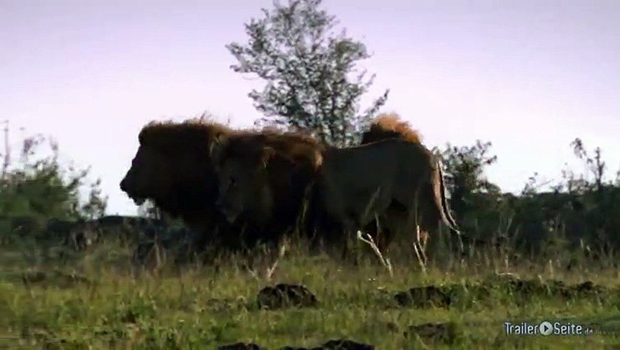 Ausschnitt aus Im Reich Der Raubkatzen: Löwenmännchen