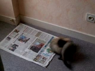 Ptitom&lilou baston juillet 2007