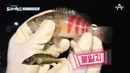 ★끝없이 터지는 입질★ 내가..내가 쏘가리라니..! (feat.꺽지밭)