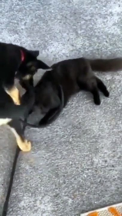Un chiot essaie de se débarrasser du chat