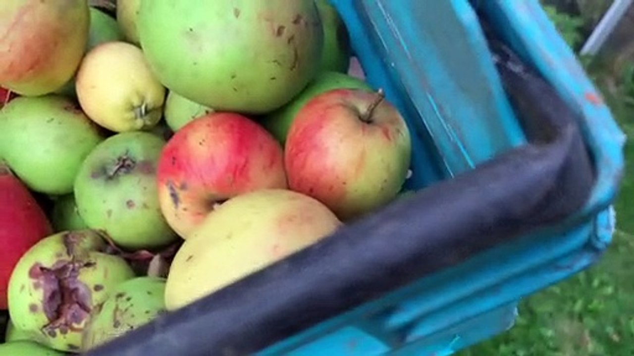 How Do You Like Them Apples?