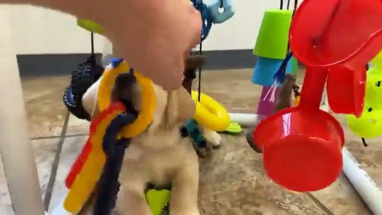THIS LITTLE PUPPIES LEARN HOW TO PLAY