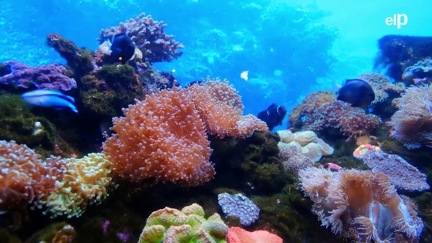Los corales en la Gran Barrera de Coral están desapareciendo