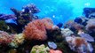 Los corales en la Gran Barrera de Coral están desapareciendo