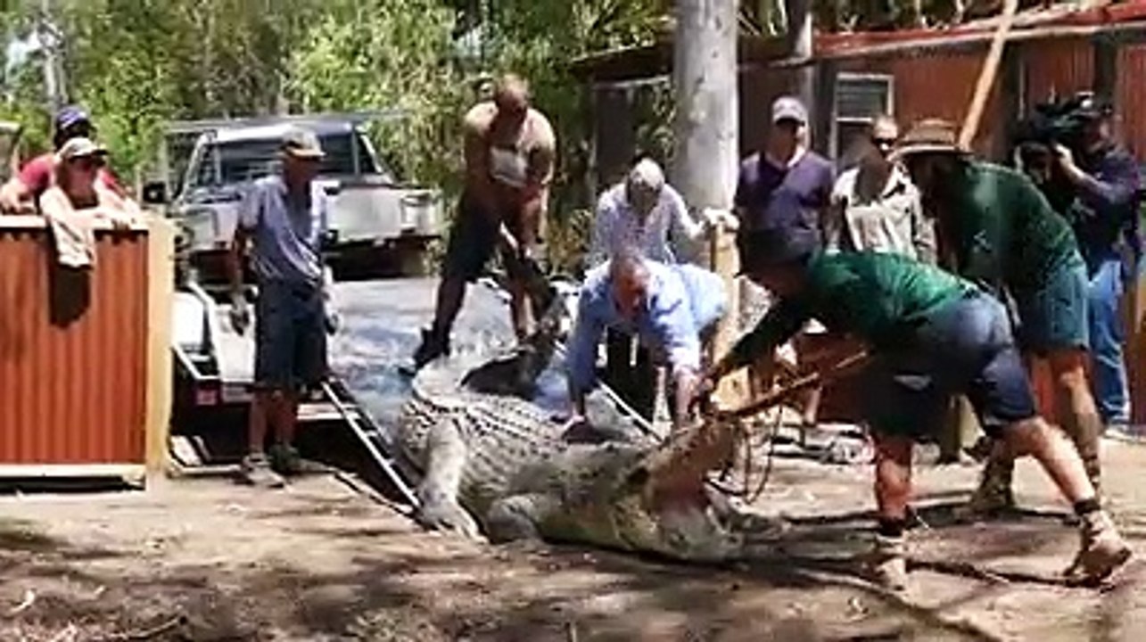 Crocodile vedio