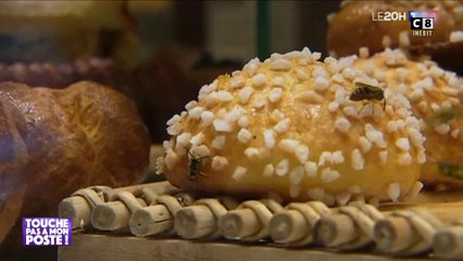 Invasion de guêpes : Pourquoi sont-elles si nombreuses ?