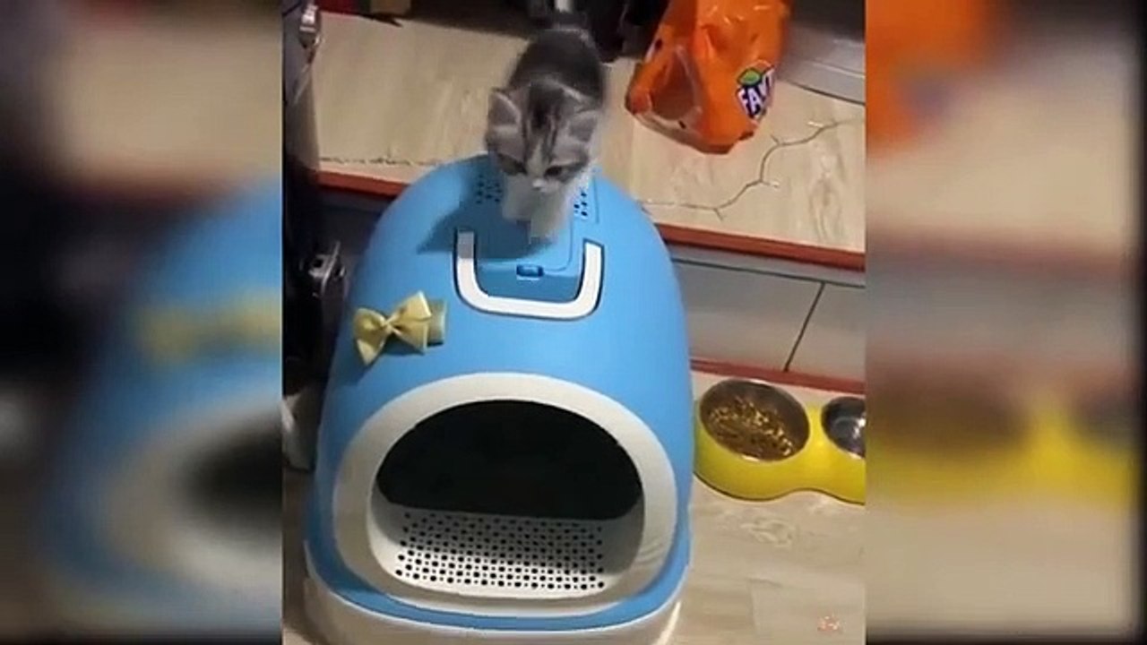 Baby Cats - Funny and Cute Baby Cat Videos Compilation