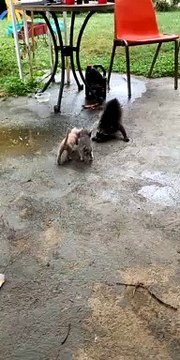 Rescued Raccoon Meets Cute Kittens
