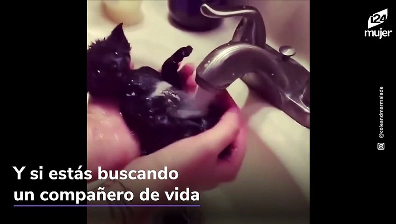 Razones para compartir tu vida con un gatito negro