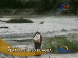 PLÁTANOS BAJO EL AGUA - TUMBES