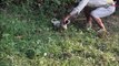 Puppy from King Cobra Attack Be Rescued In Time ...Rescue dog story