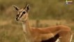 OMG! Gorillas Old too strong, Gorillas Rescue Antelope From Cheetah hunting, Antelope lucky escape