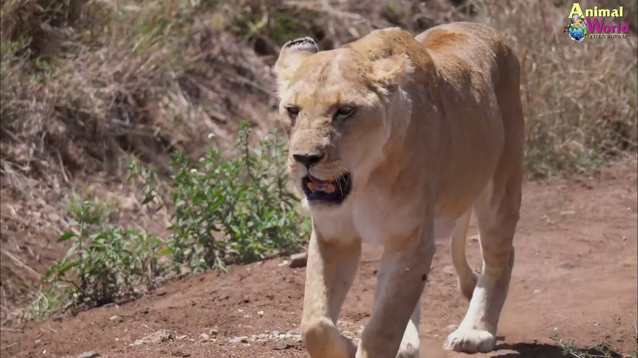 Pride of lions hunting and killing zebras