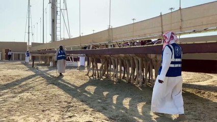 Camels back on the racing tracks in Qatar after Covid-19 pause