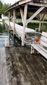 puppy falls off dock into lake while running around - excited dog falls into lake