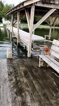 puppy falls off dock into lake while running around - excited dog falls into lake