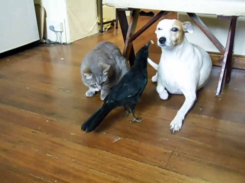 bird feeds cat and dog - bird feeds dog  &  cat ***so lovely***