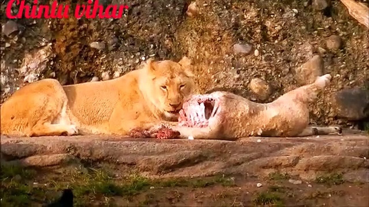 Bolly hold movie full animals ||by rajneesh singh
