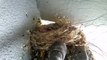 bird feeding and cleaning - bird feeding hygiene - keeping your bird feeders clean