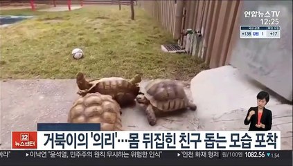 거북이의 '의리'…몸 뒤집힌 친구 돕는 모습 포착