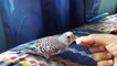 My tame budgies bird hand feeding time